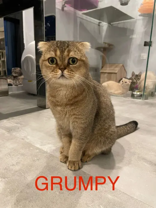 Grumpy