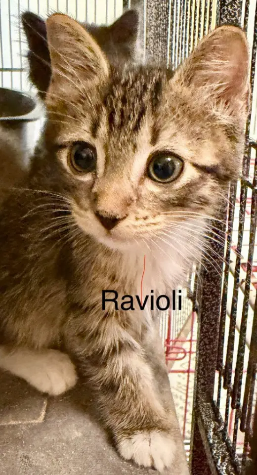 Ravioli