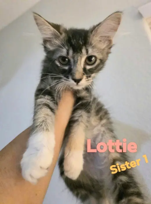 Lottie