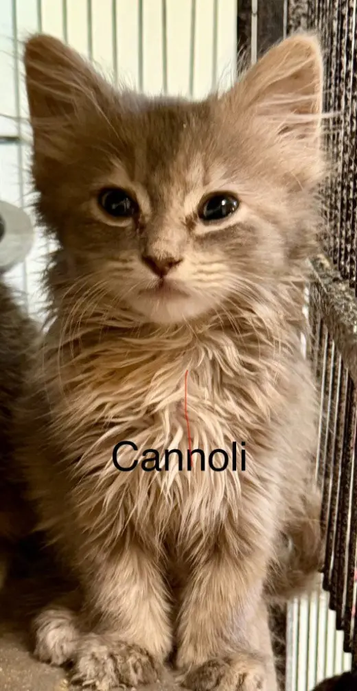 Cannoli