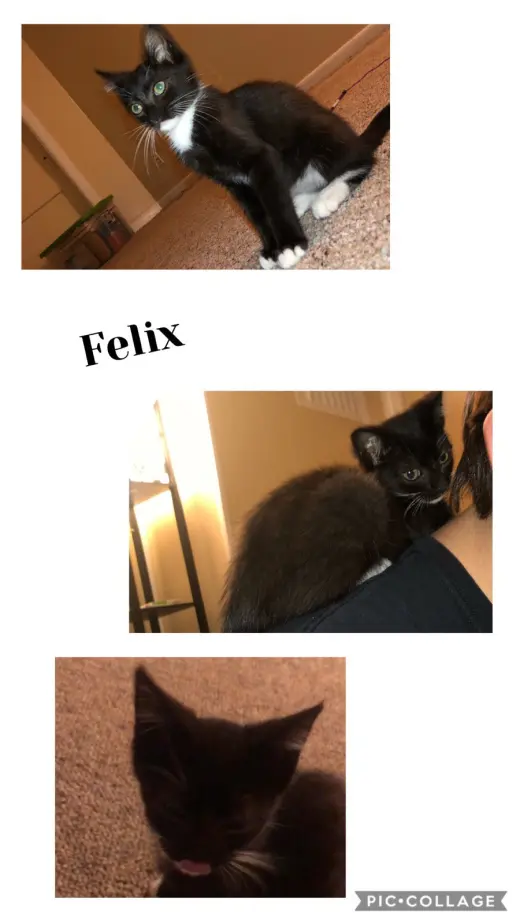 Felix