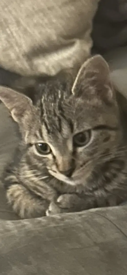 Zuzu
