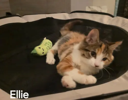 Ellie