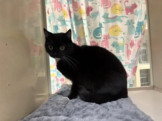 BLACKIE