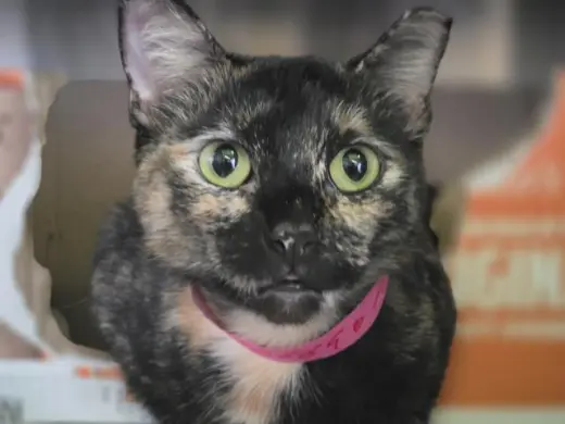 KALI