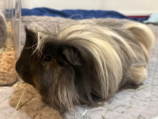 Ansel (& Axle)
