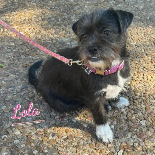 Lola #plush-toy-litter