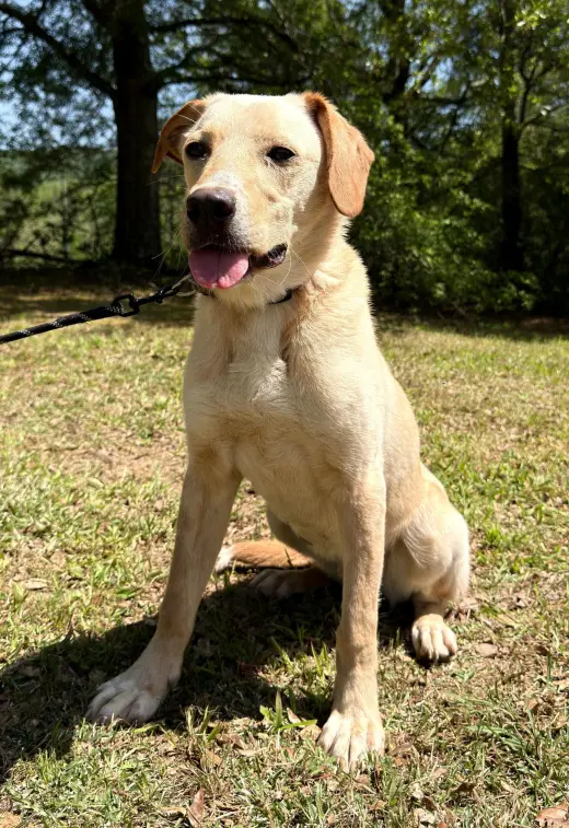 Coosa
