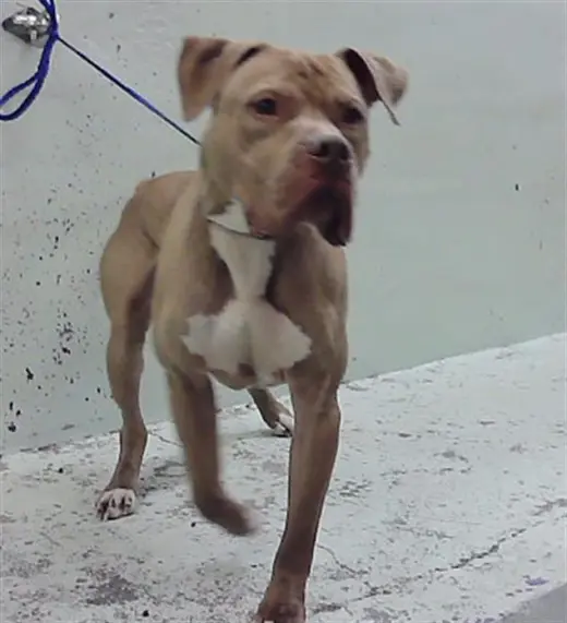 GOTTI