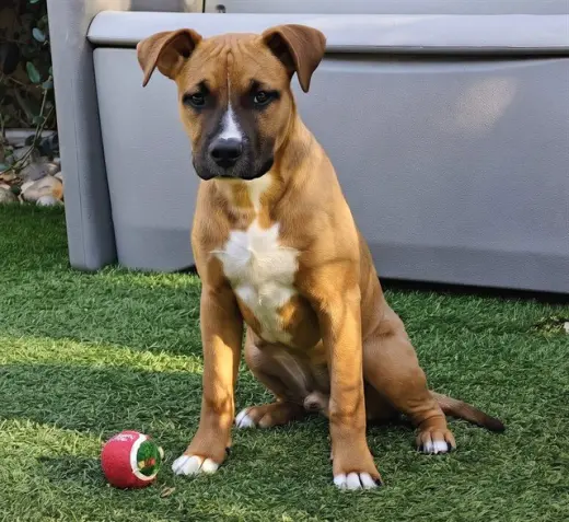 ARCHIE