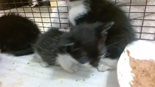 CAT 6