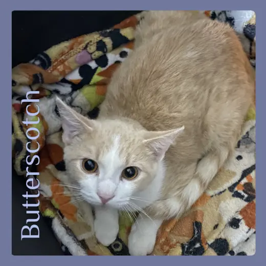 BUTTERSCOTCH