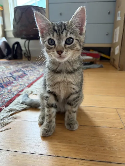 Simone