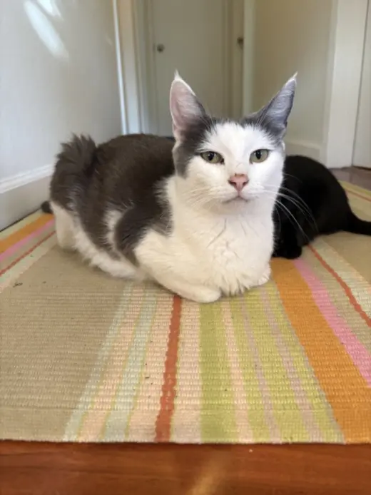 PALOMA*