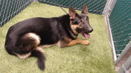 SHILOH