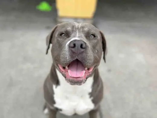 RASTA