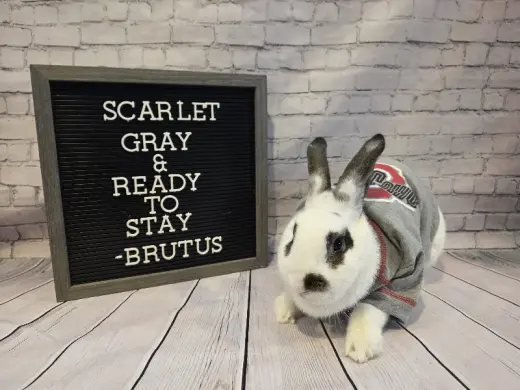 Brutus