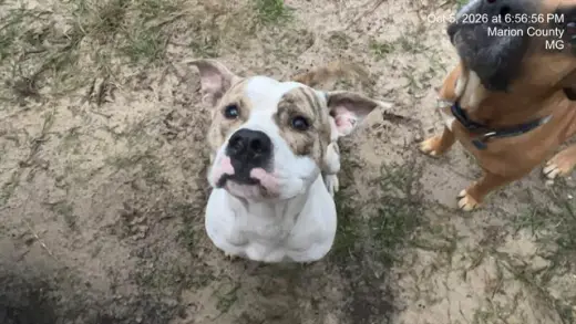 PUPPY