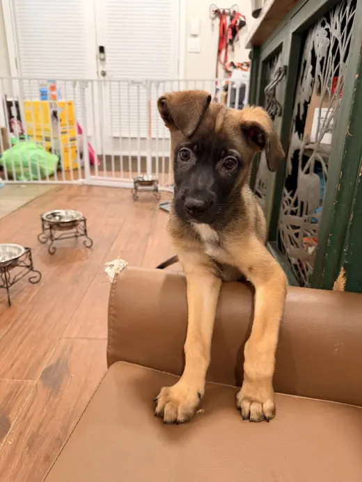 Bowie