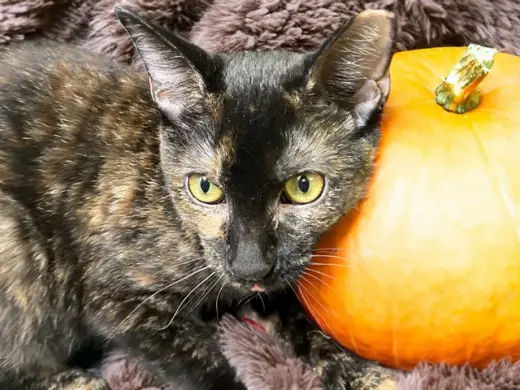 PUMPKIN