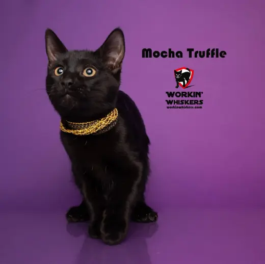 MOCHA TRUFFLE