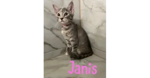 Janis