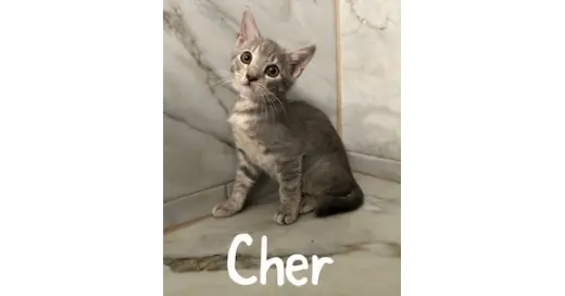 Cher