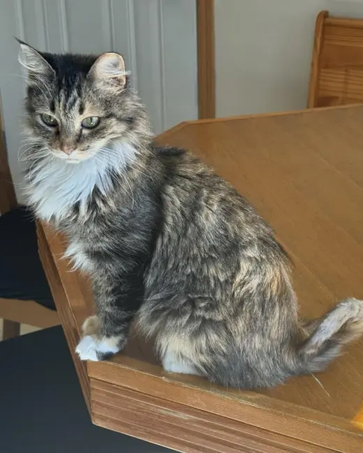Rikki