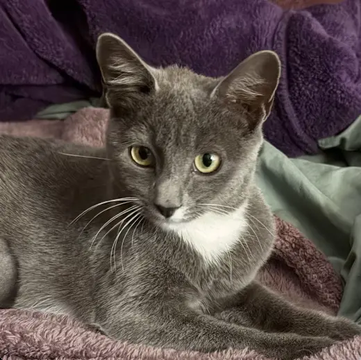 Pippa