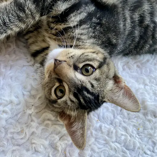 Monty