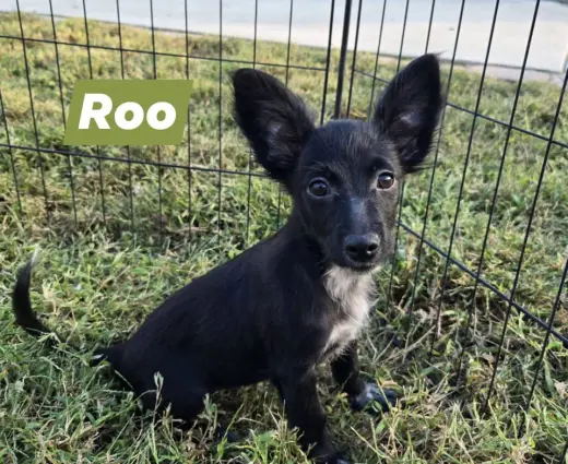 Roo