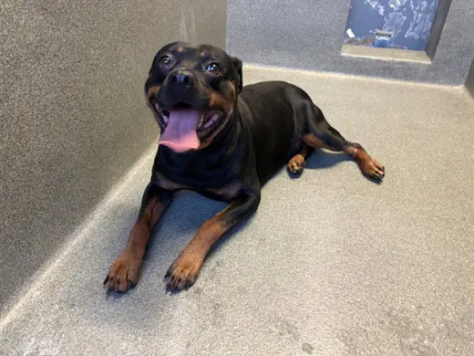 GOTTI