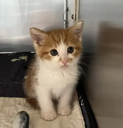 JESSE MEOW