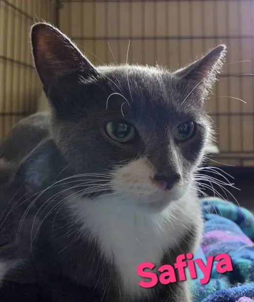 Safiya