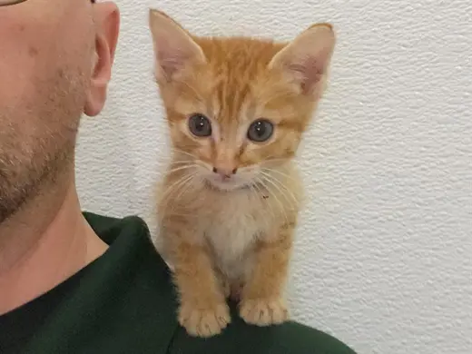 YODA