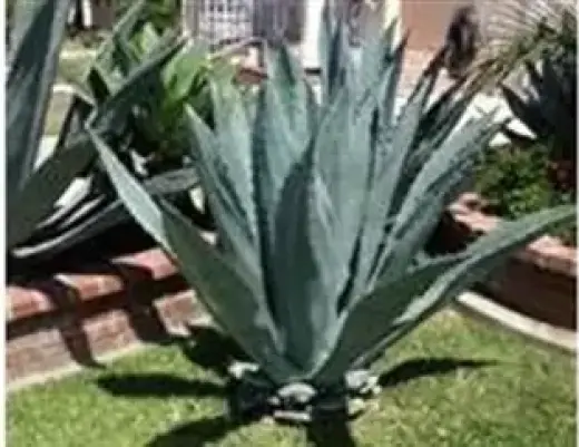 PENCAS DE MAGUEY