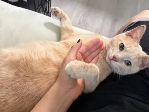 CHEDDAR