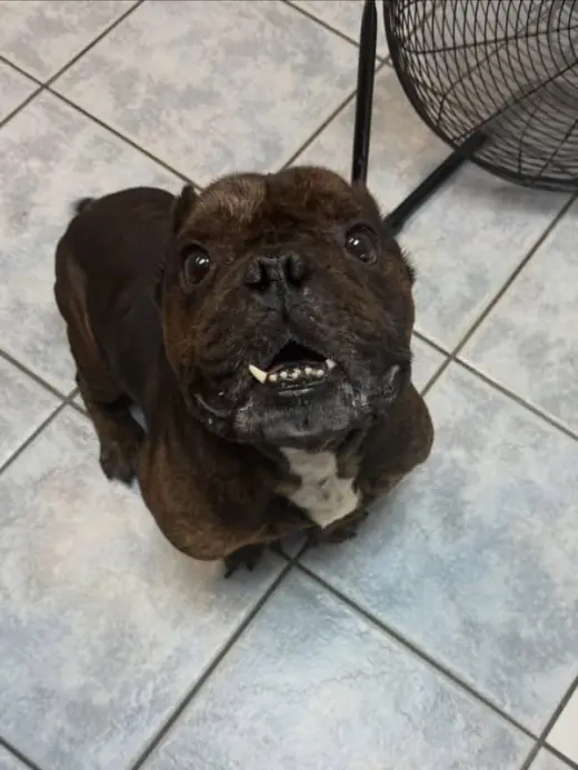 Igor