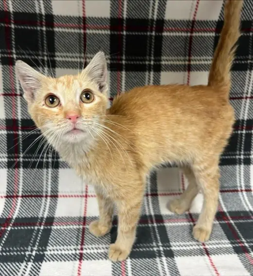 TOULOUSE (RESCUE ONLY)