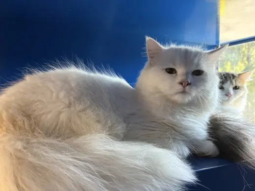 LUMIERE