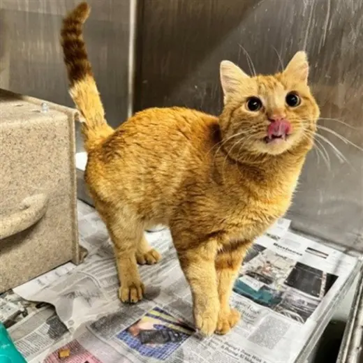 GARFIELD