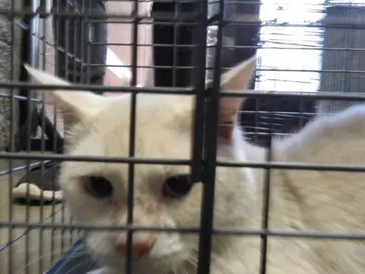 SNOWBALL