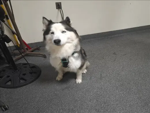 PO