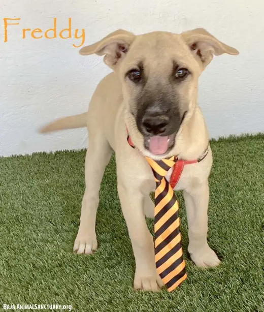 Freddy