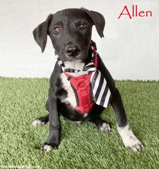 Allen