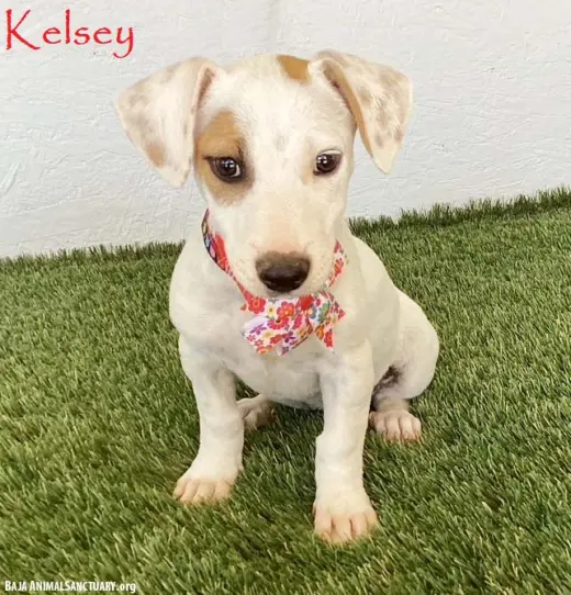 Kelsey