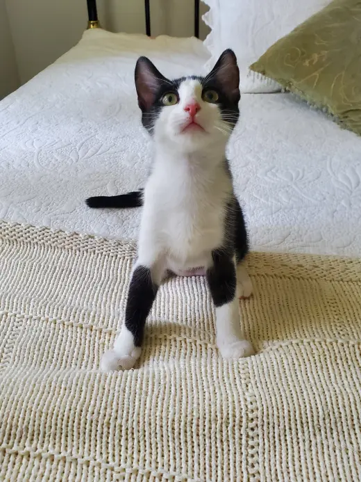 Max (Maxine)