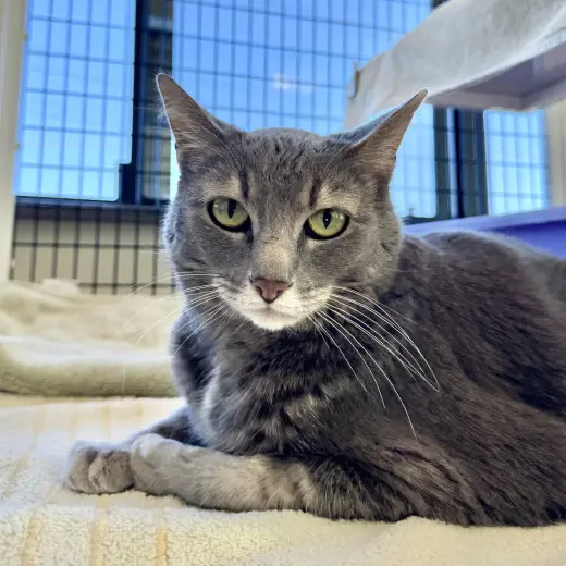 Gray Kitty