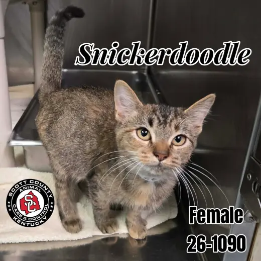 Snickerdoodle