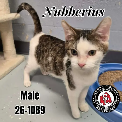Nubberius